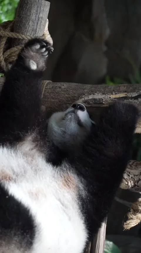 Playful giant panda Stock Footage 332857888