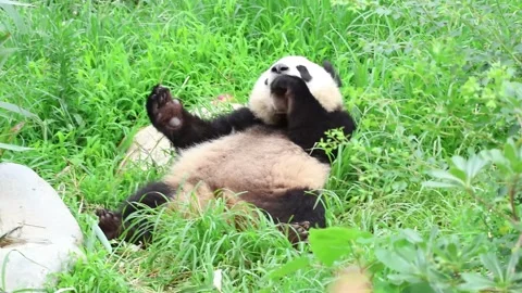 Playful Giant Panda Lying on Its Back in Tall Green Grass Stock Footage 341807475