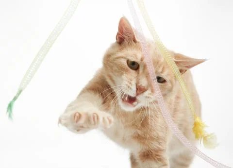 Playful ginger cat attacking ribbons Stock Photos