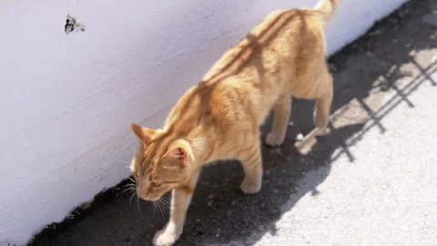 A Playful Ginger Cat Joyfully Walking Along a Wall on a Beautiful Sunny Day Stock Footage 313873566