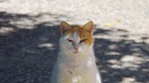 A playful ginger cat in Kos, capturing a slice of everyday island life in 4.. Stock Footage 292756141