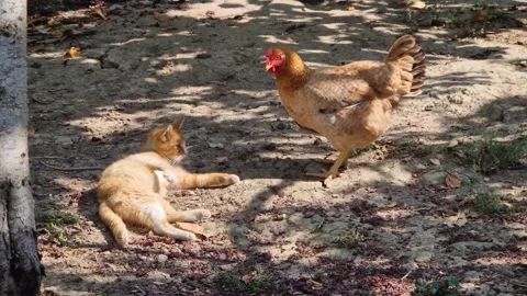 A playful ginger cat lies on the ground and reaches its paw toward a curious ora Stock Footage 345343752
