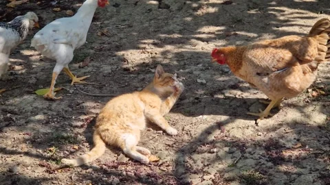 A playful ginger cat lies on the ground and reaches its paw toward a curious ora Stock Footage 345343759
