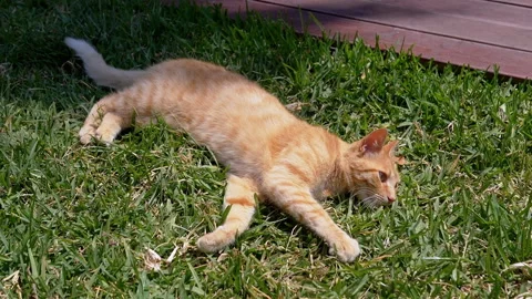Playful Ginger Cat Lying on the Green Grass while Bathed in Bright Sunlight Stock Footage 312522087