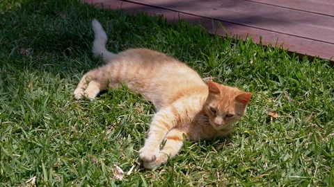 Playful Ginger Cat Lying on the Green Grass while Bathed in Bright Sunlight Stock Footage 312523032