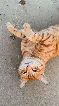 Playful Ginger Cat Lying Upside Down on Sandy Ground Outdoors Stock Photos