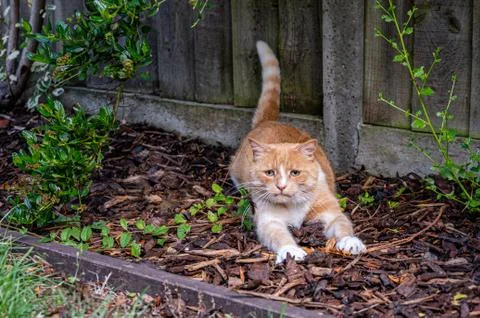 Playful ginger cat Stock Photos