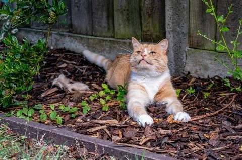 Playful ginger cat Photos