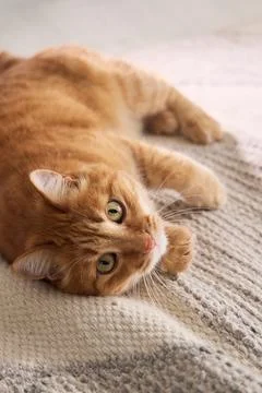 Playful ginger cat rolling on carpet Photos