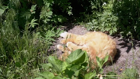 Playful Ginger Cat Rolling in the Garden Stock Footage 293207342