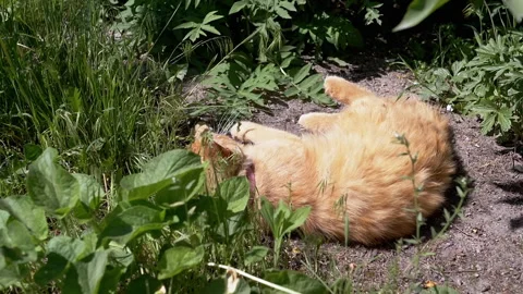 Playful Ginger Cat Rolling in the Grass Stock Footage 293202049