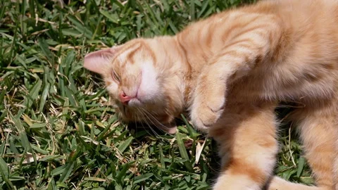 Playful Ginger Cat Rolling on the Green Grass while Bathed in Bright Sunlight Stock Footage 312520624
