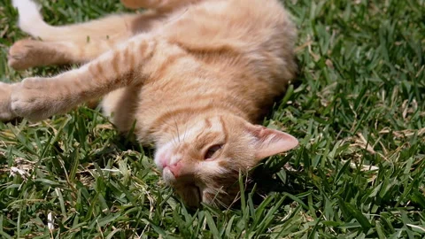 Playful Ginger Cat Rolling on the Green Grass while Bathed in Bright Sunlight Stock Footage 312522713