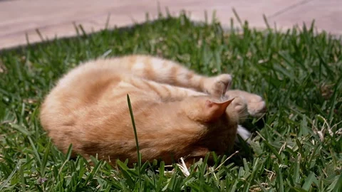 Playful Ginger Cat Rolling on the Green Grass while Bathed in Bright Sunlight Stock Footage 312523239