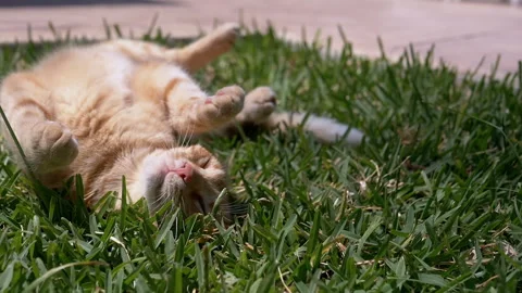 Playful Ginger Cat Rolling on the Green Grass while Bathed in Bright Sunlight Stock Footage 312523722