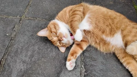 Playful Ginger Cat on Stone Path Stock Footage 288684572