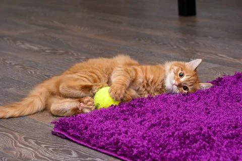 Playful ginger kitten Stock Photos
