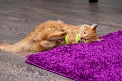 Playful ginger kitten Stock Photos