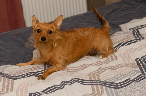 Playful ginger terrier stretching on patterned bedding in a cozy indoor setti Stock Photos
