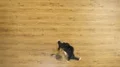 The playful girl whirl on the floor 4k or 4k+ Resolution