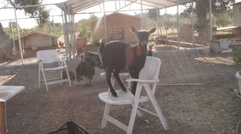 Playful Goat 1 Stockbeeldmateriaal 33132794