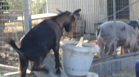 Playful Goat 2 Видео 33074033