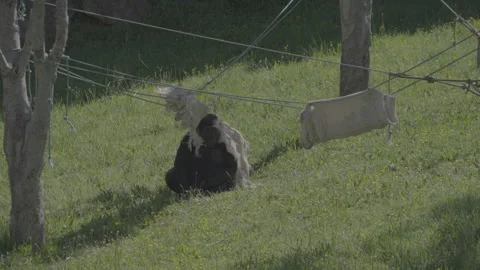 Playful Gorilla Interacting with Jute Sack in Grassy Enclosure Stock Footage 306675285