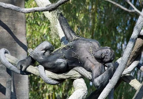 Playful Gorilla Stock Photos