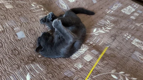 Playful Gray Cat Lying On Back Reaching For Feather Toy On Sofa Stock Footage 341410103