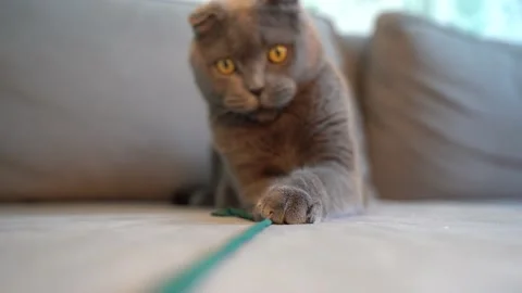 Playful gray cat Scottish fold plays with a string Stock Footage 147929466