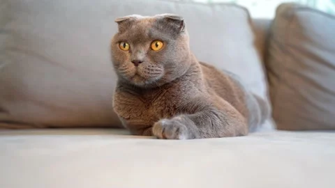 Playful gray cat Scottish fold plays with a string Stock Footage 147929469