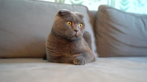 Playful gray cat Scottish fold on sofa Stock Footage 147929472