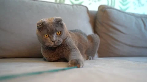 Playful gray cat Scottish fold plays with a string Stock Footage 147929473