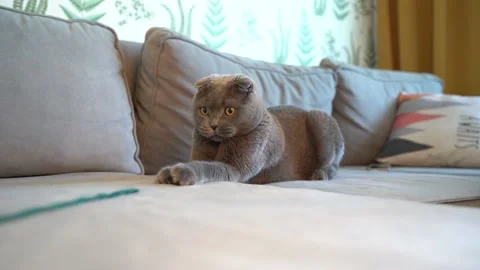 Playful gray cat Scottish fold plays with a string Stock Footage 147929476