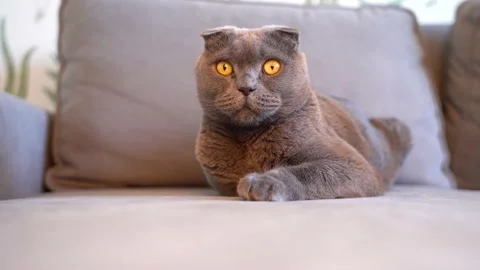 Playful gray cat Scottish on sofa Stock Footage 147929477