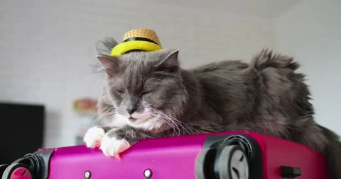 Playful gray cat wearing summer straw hat lounging on pink suitcase, preparing Stock Footage 307552653