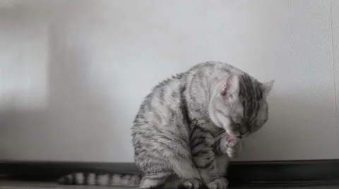 Playful gray scottish cat washes at home, close-up Stock Footage 63910949