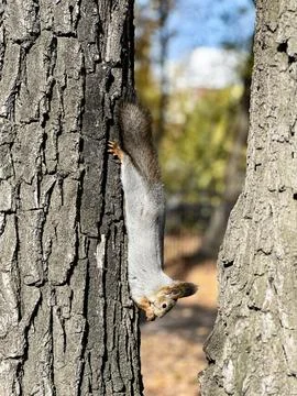 A playful gray squirrel hangs upside down on a tree trunk Stock Photos