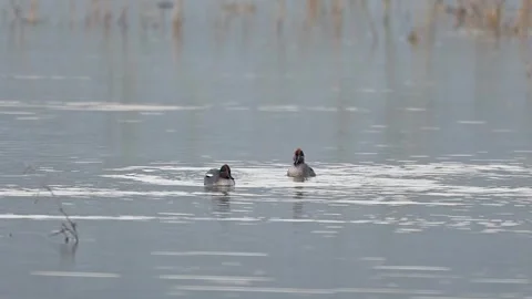 Playful green winged teals dancing together within serene wetland lake Stock Footage 327454466