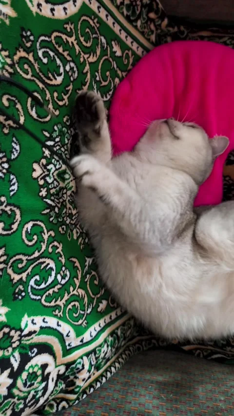 Playful Grey Cat Lying On Back Playing With String Stock Footage 341116913