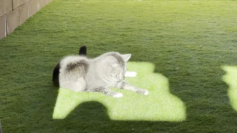 Playful Grey Tabby Cat Playing on Green Grass Under Bright Sunlight Stock Footage 324548870
