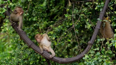 A Playful Group of Monkeys Exploring Their Natural Habitat While Interacting on Vídeos de archivo 310160484