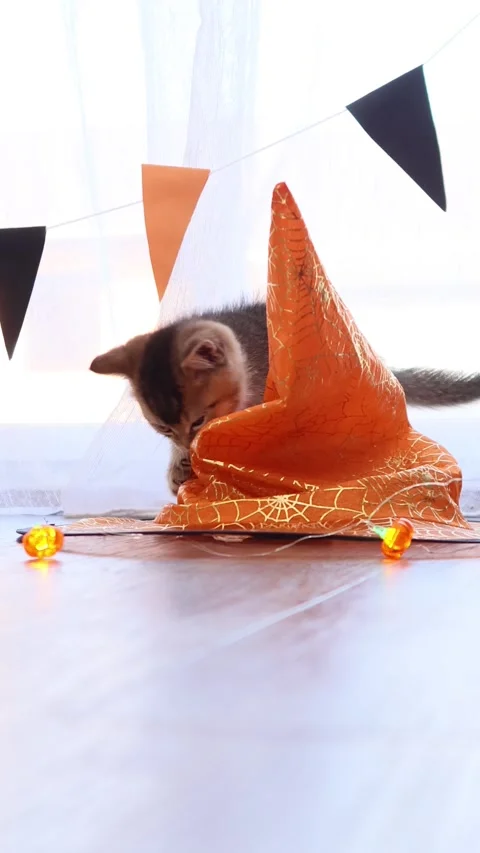 Playful Halloween kitten examines a cobweb-patterned witch hat on a bright Stock Footage 345261796