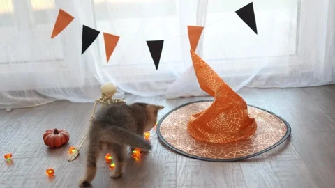 Playful Halloween kitten explores a witch hat amid festive home decor scene Stock Footage 345260525