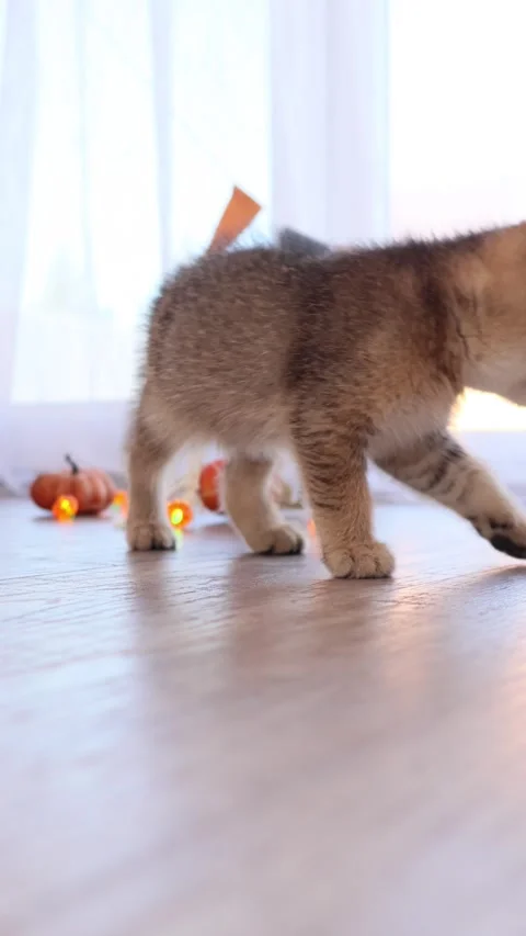 Playful Halloween kitten exploring pumpkins and decor in a festive indoor scene Stock Footage 345261803