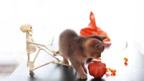 Playful Halloween kitten exploring a small pumpkin on a tabletop with festive Vídeos de archivo 345259721