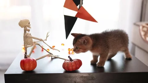 Playful Halloween Kitten Interacting with Decorations on a Table Stock Footage 345261167