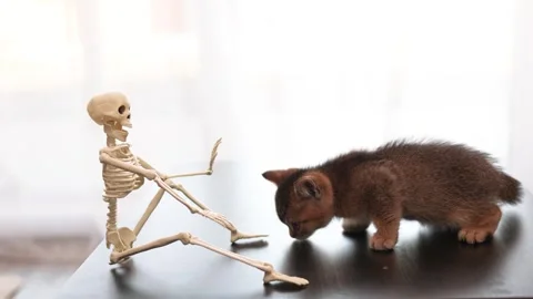 Playful Halloween Kitten Interacting With a Mini Plastic Skeleton Prop on a Stock Footage 345260817