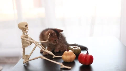 Playful Halloween kitten interacting with pumpkins and skeleton decor on a Stock Footage 345261534
