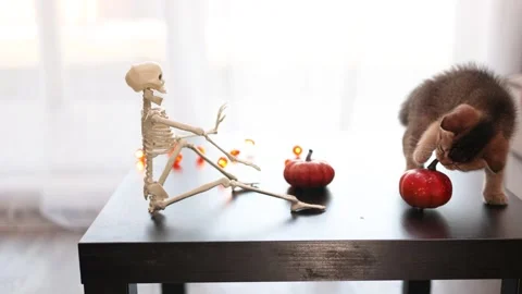 Playful Halloween kitten interacts with a plastic skeleton on a tabletop Stock Footage 345261461